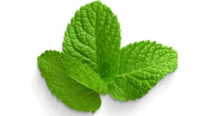manfaat daun jinten